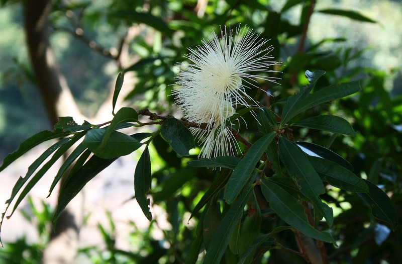Malabar Plum photo 3