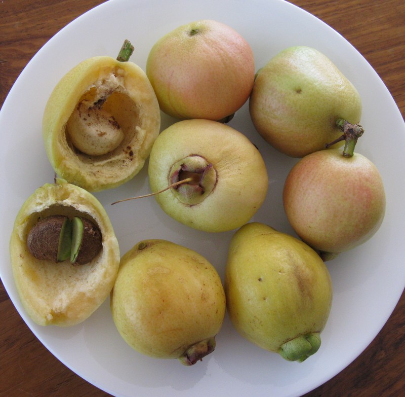 Malabar Plum photo 4