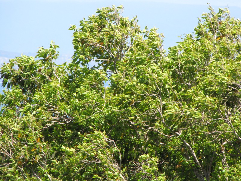 Syzygium kokomo