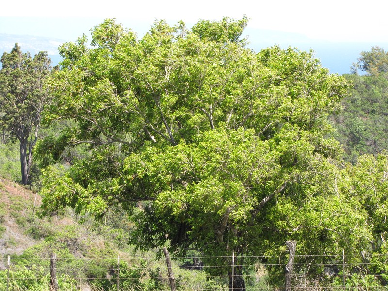 Syzygium kokomo photo 2