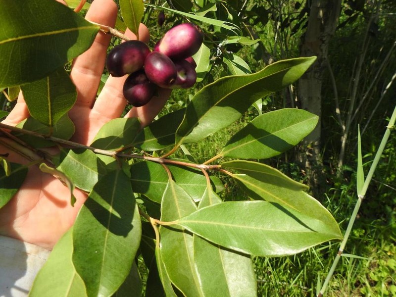 Syzygium komatiense
