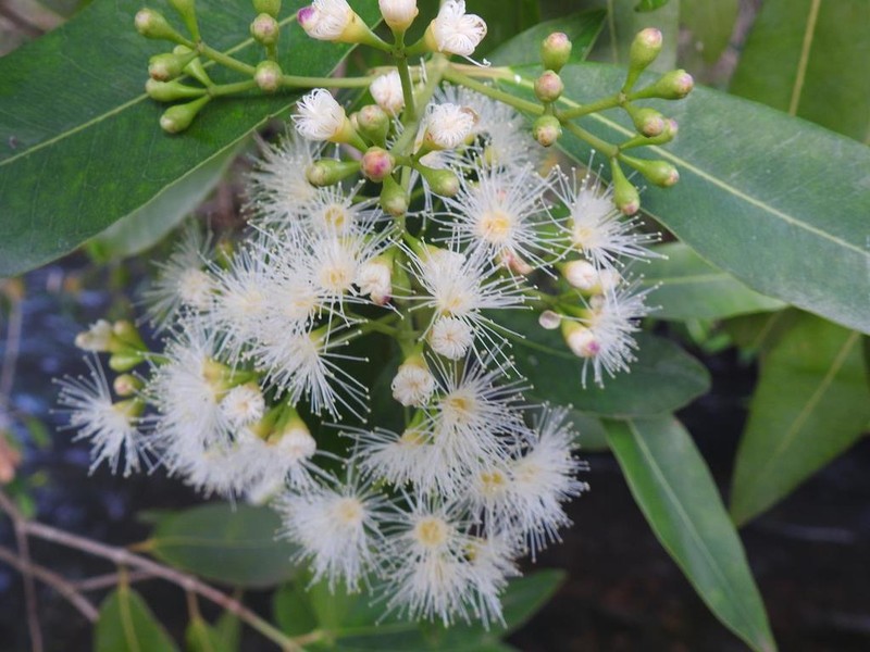 Syzygium komatiense photo 2