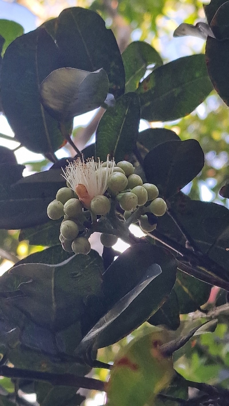 Syzygium labatii