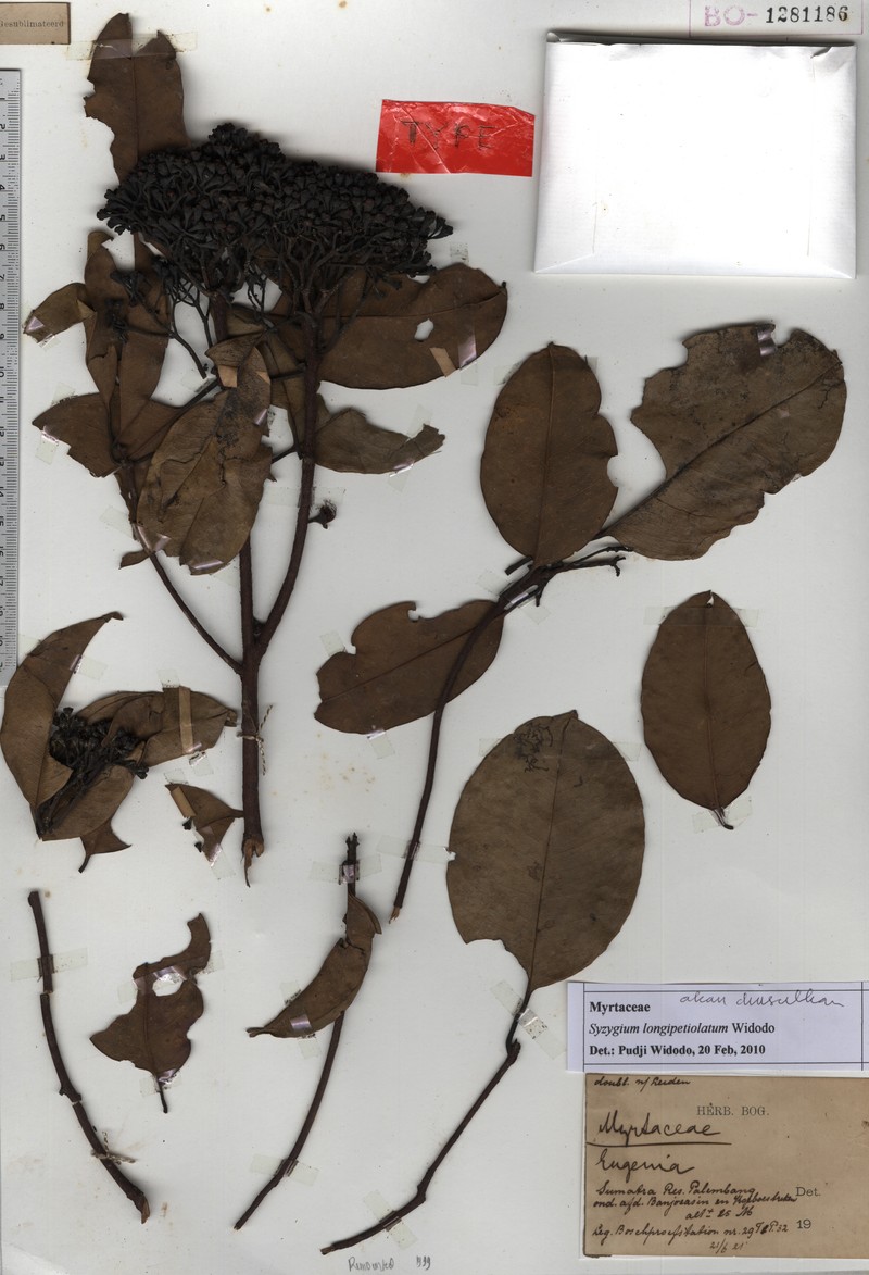 Syzygium longipetiolatum photo 2