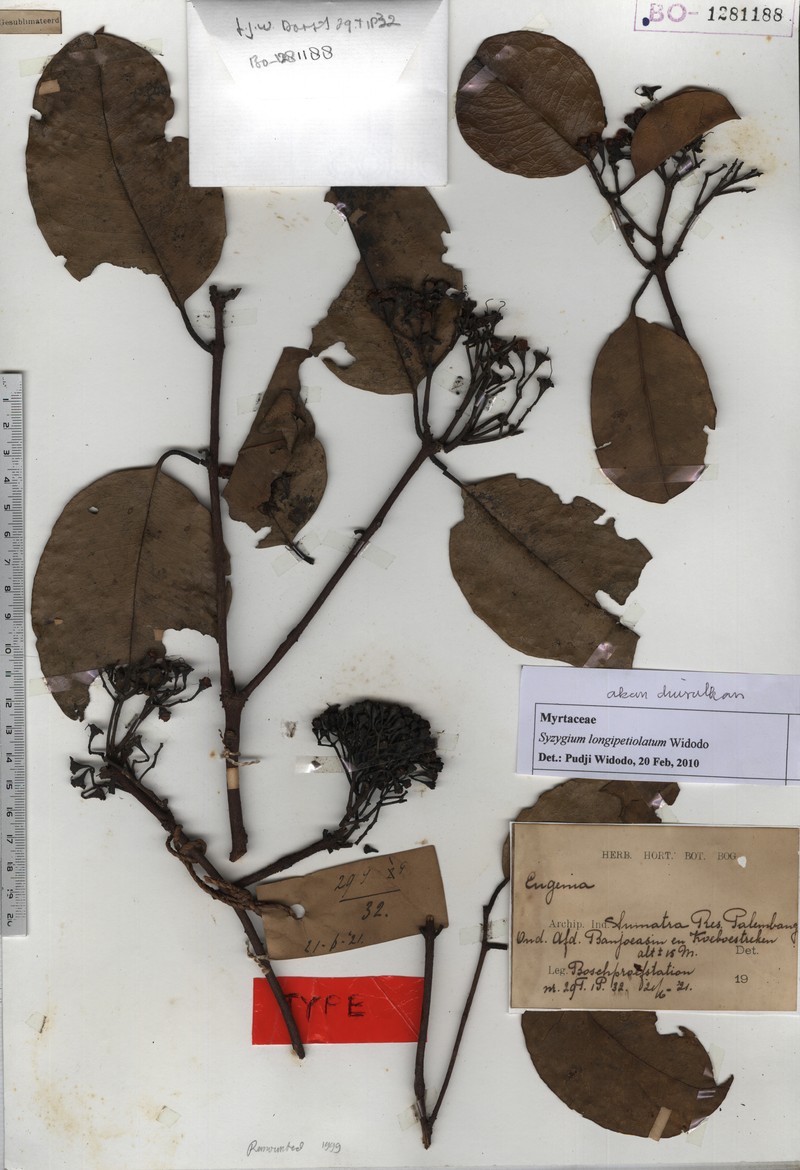 Syzygium longipetiolatum photo 3