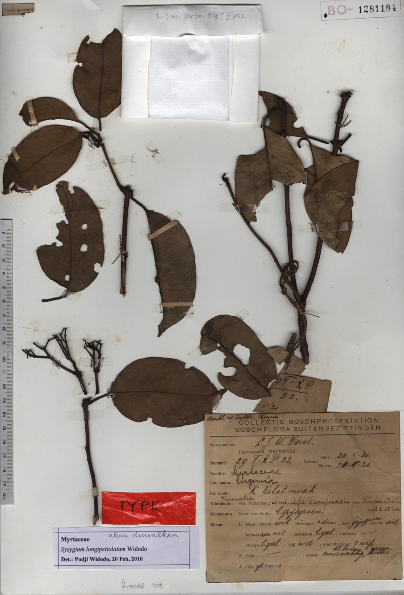 Syzygium longipetiolatum photo 4