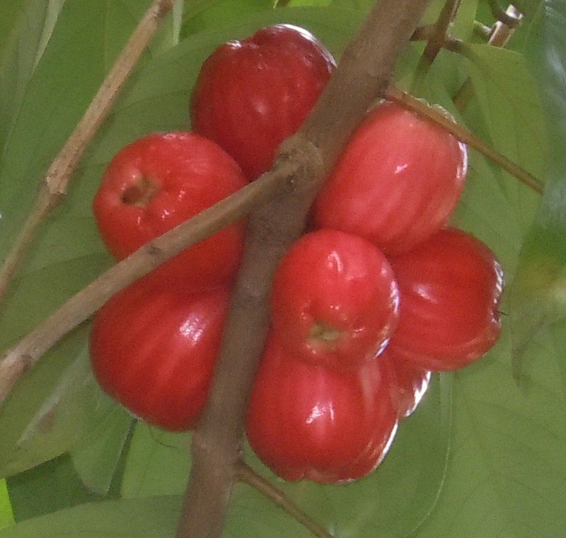 Malaysian Apple photo 2