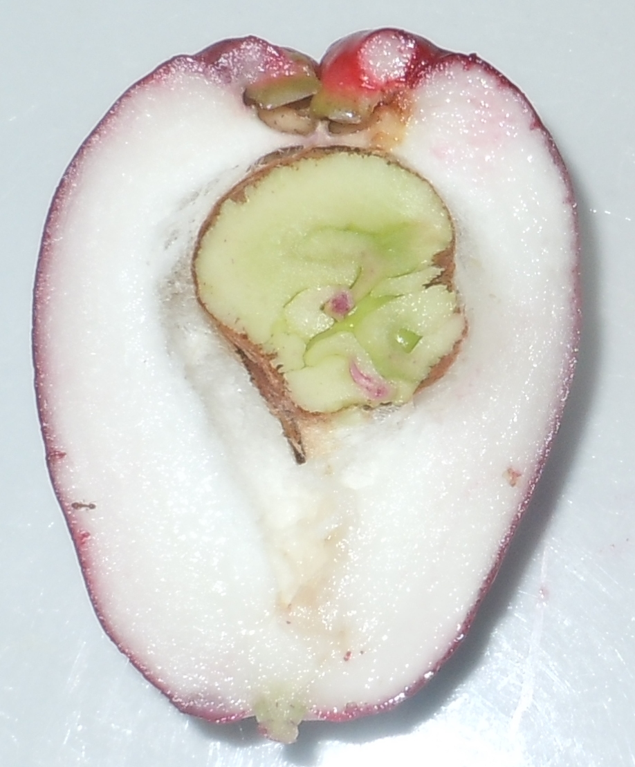 Malaysian Apple photo 5