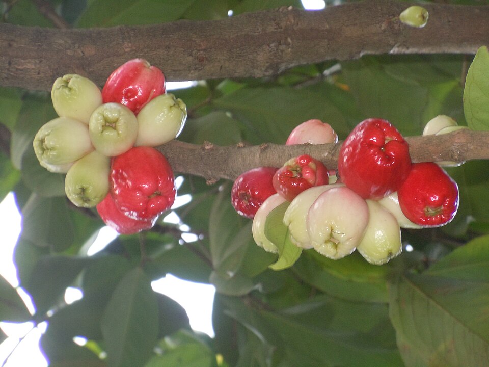 Malaysian Apple photo 7