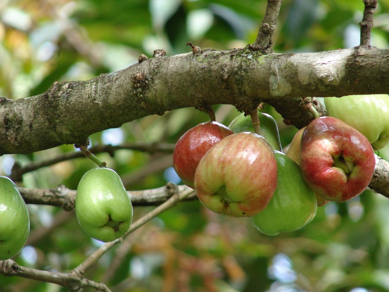 Malaysian Apple photo 3