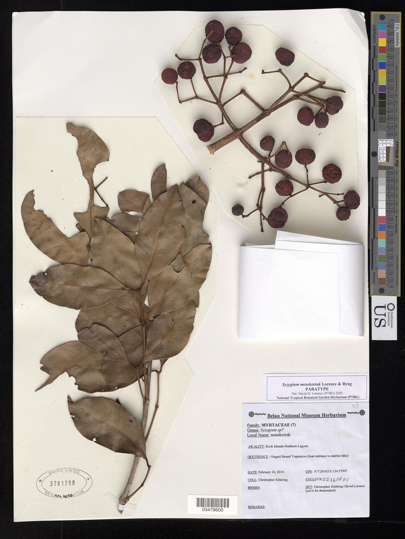 Syzygium mesekerrak