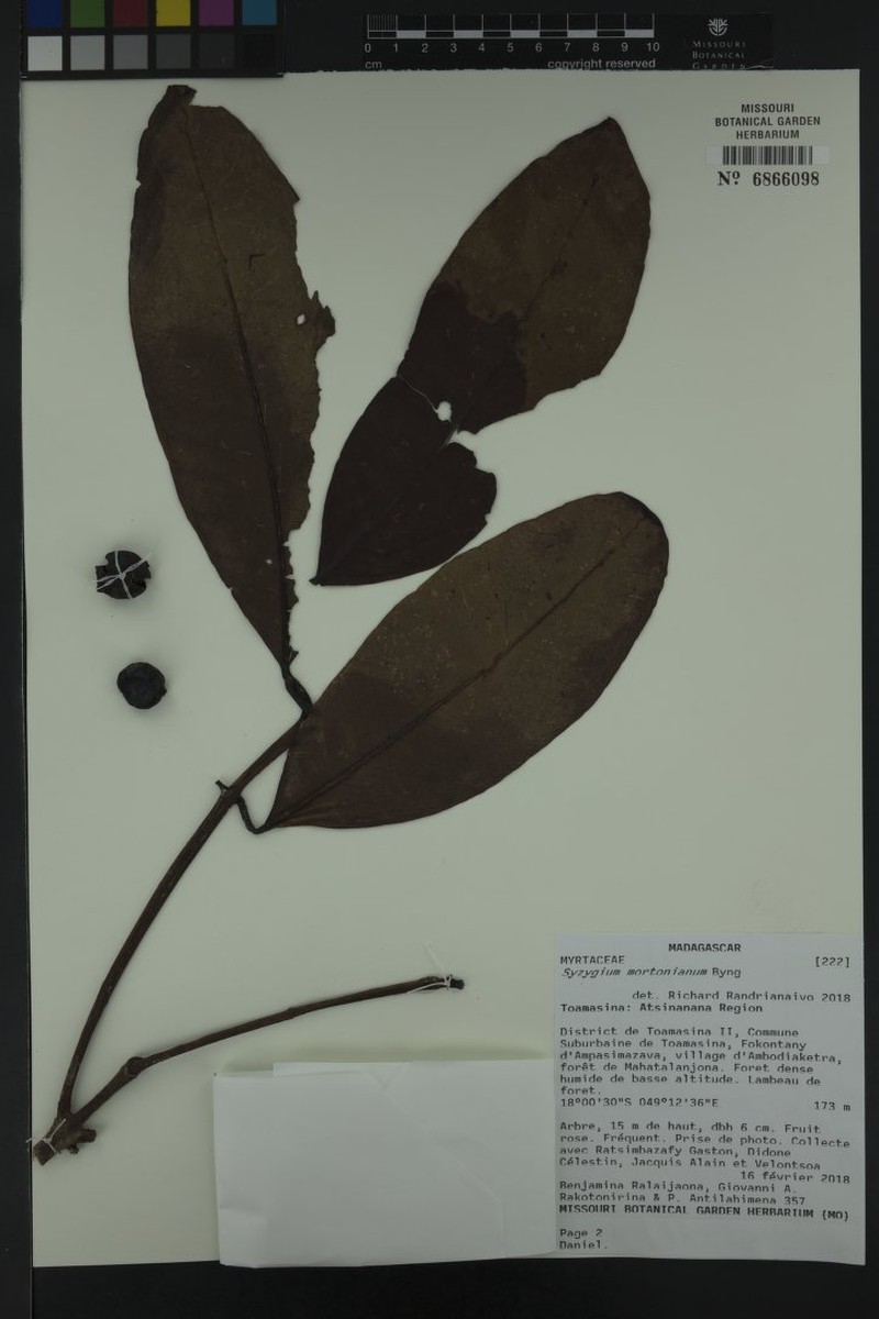 Syzygium mortonianum