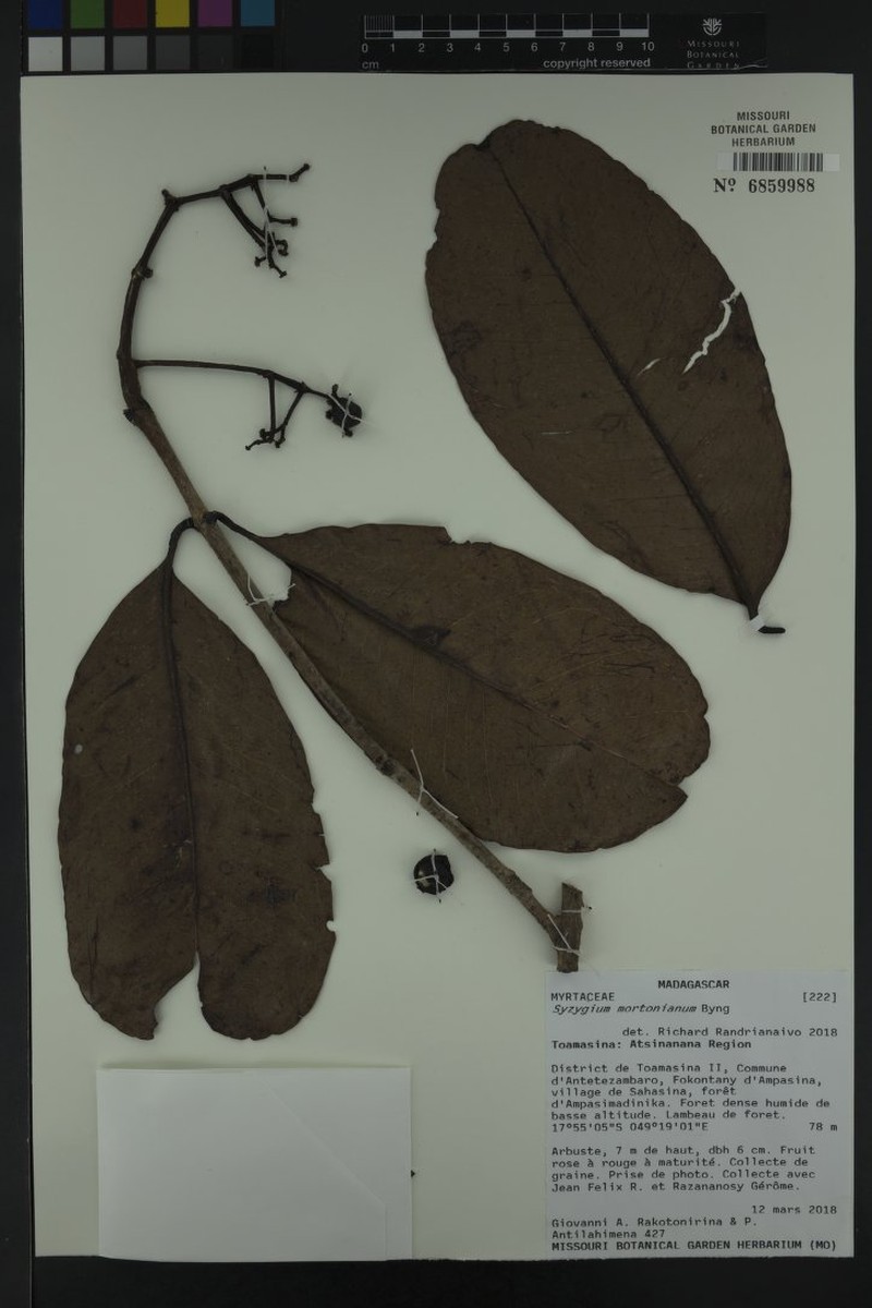 Syzygium mortonianum photo 2