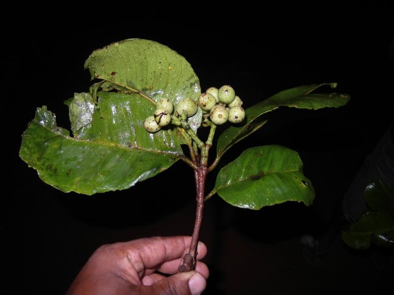 Syzygium mortonianum photo 3