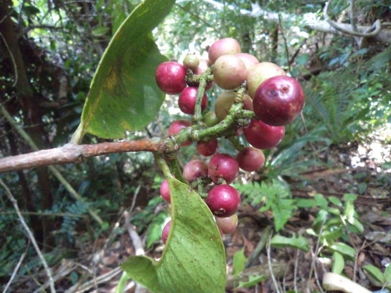 Syzygium mortonianum photo 4