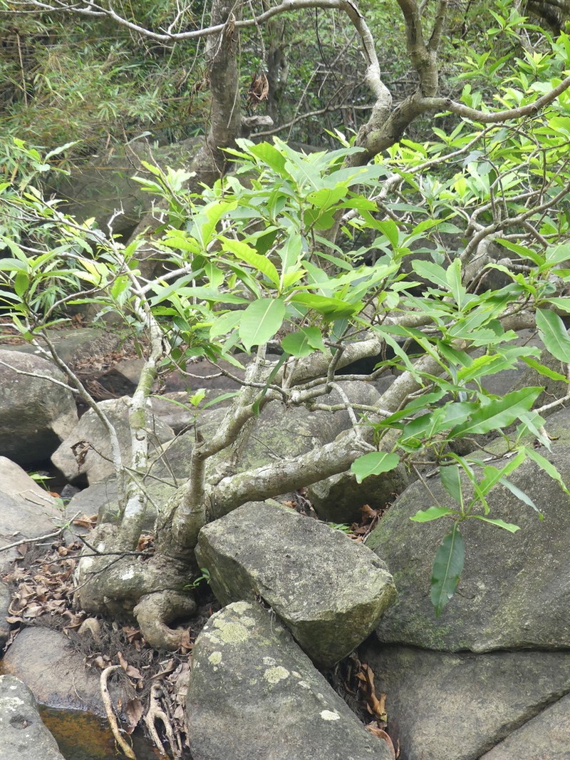 Daly River Satinash photo 4