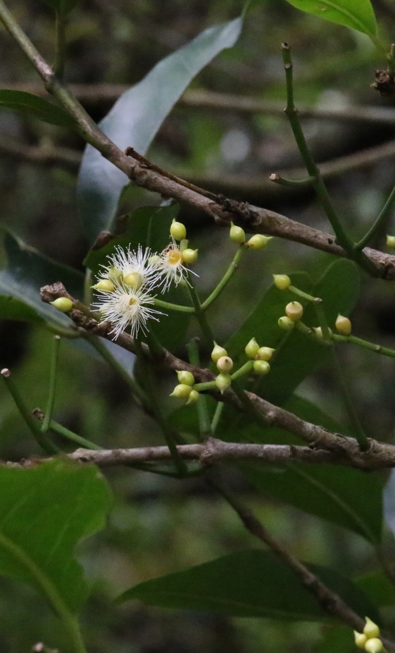 Daly River Satinash photo 8