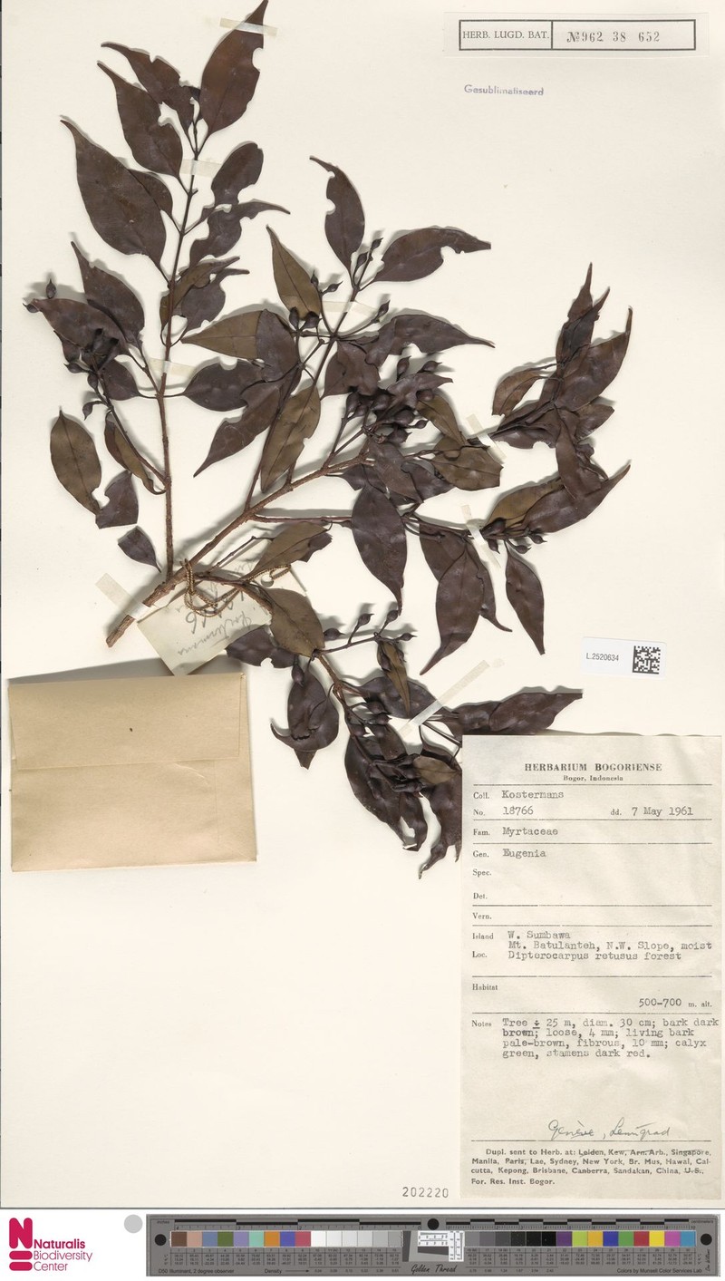 Syzygium nusatenggaraense