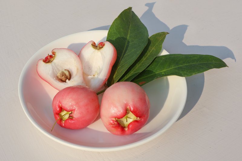 Syzygium photo 2