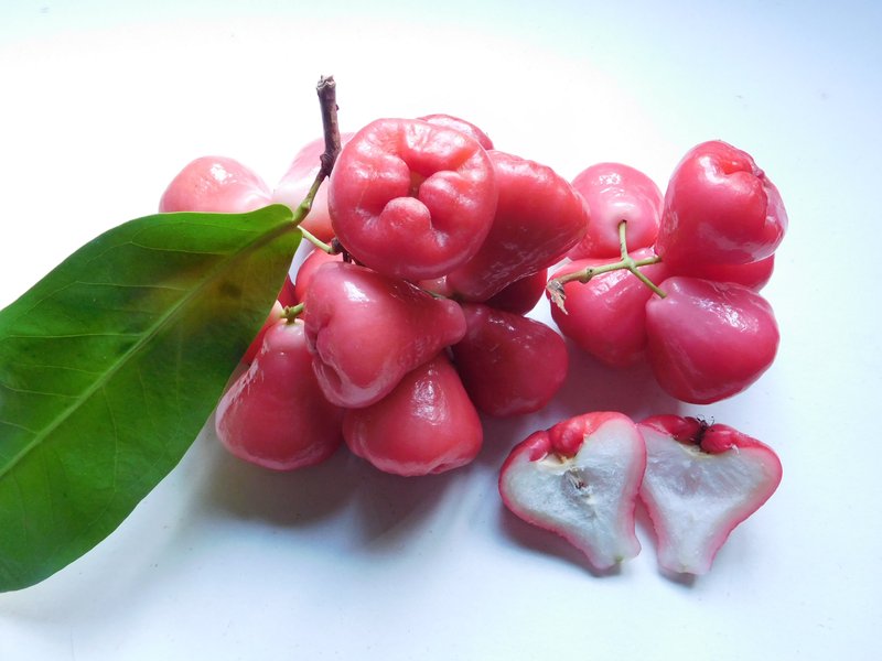 Syzygium photo 3