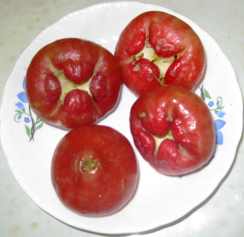 Syzygium photo 4
