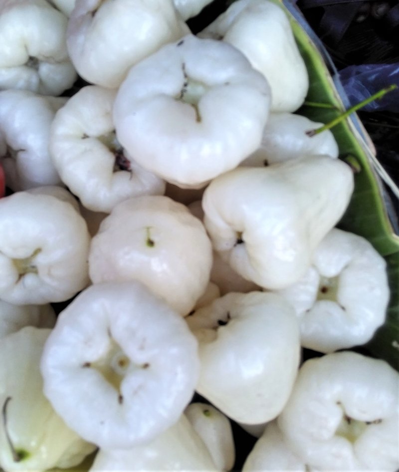 Syzygium photo 5