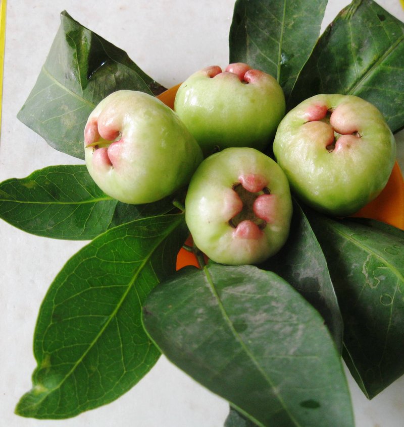Syzygium photo 6