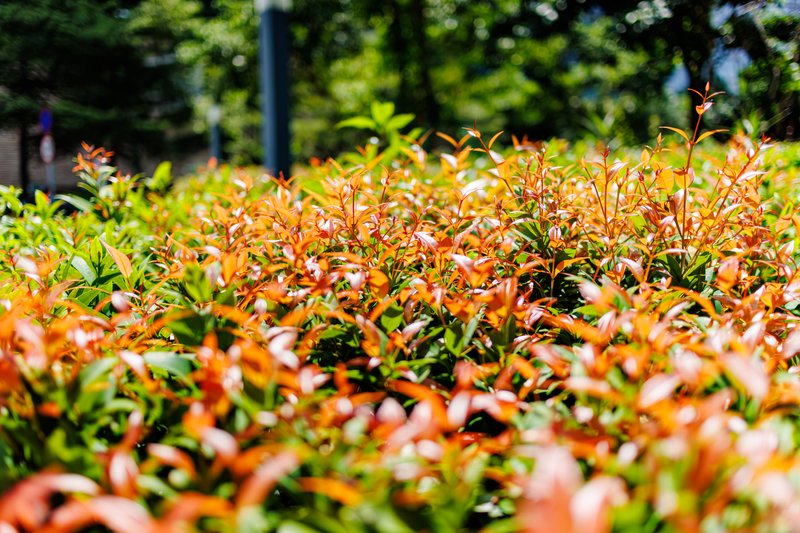 Syzygium photo 7