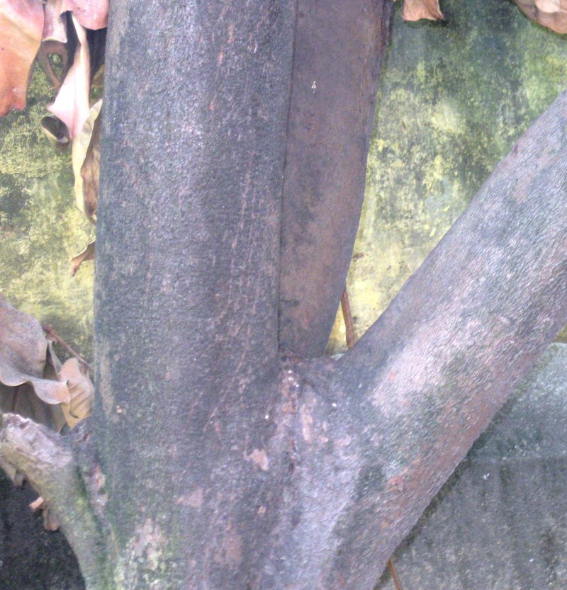Syzygium photo 8