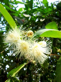 Syzygium
