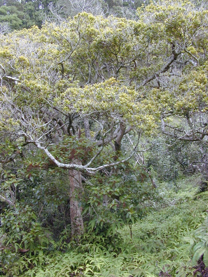 'Ohi'A Ha photo 5