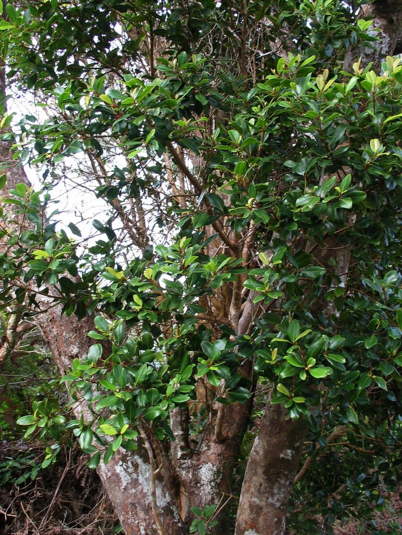 'Ohi'A Ha photo 3
