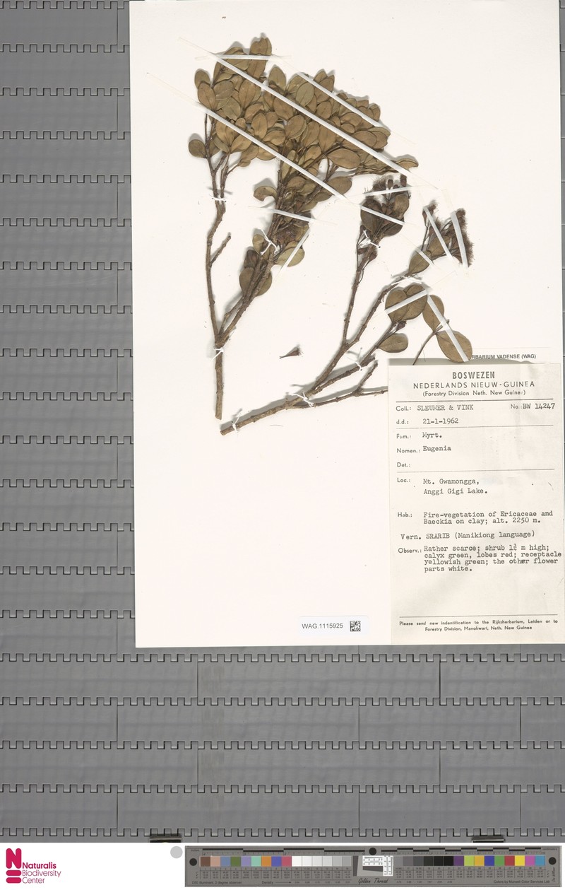 Syzygium sleumeri