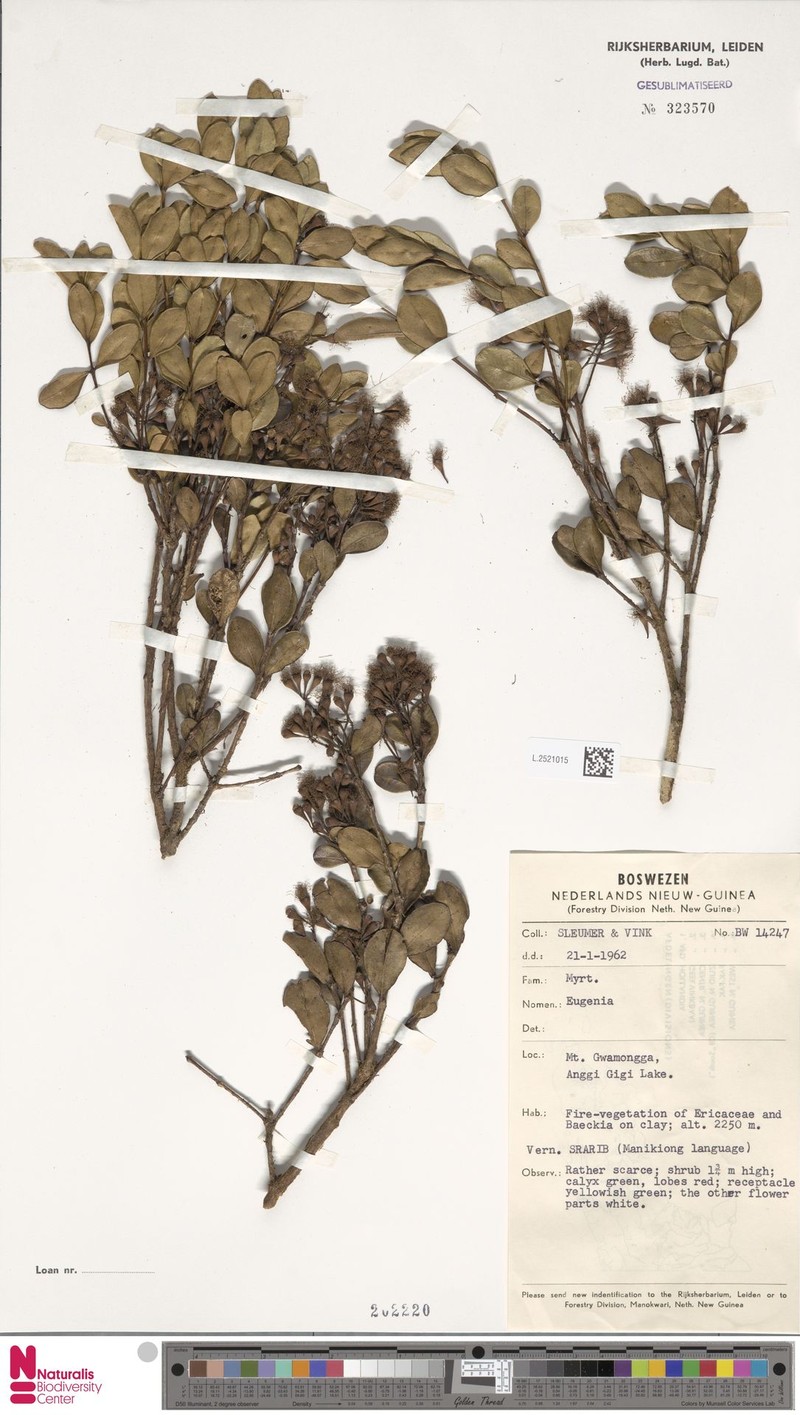 Syzygium sleumeri photo 2