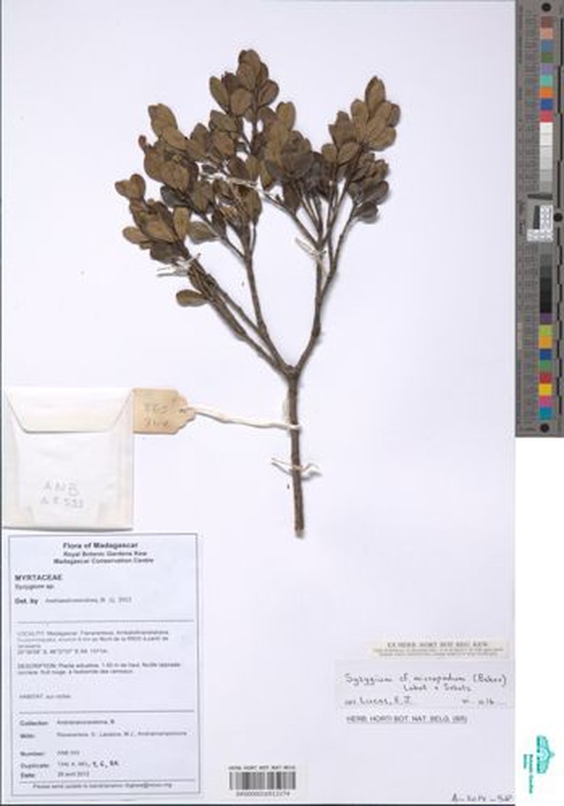 Syzygium subcordatum