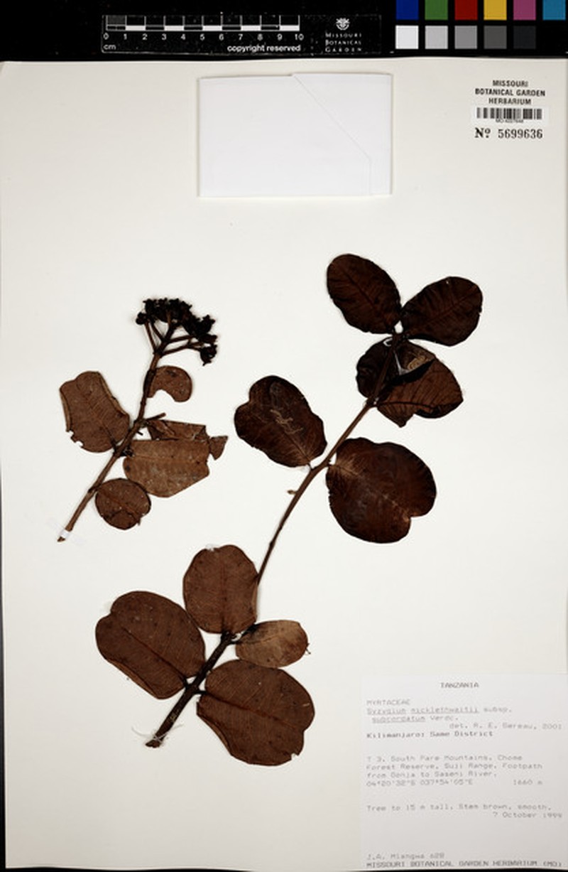 Syzygium subcordatum photo 2