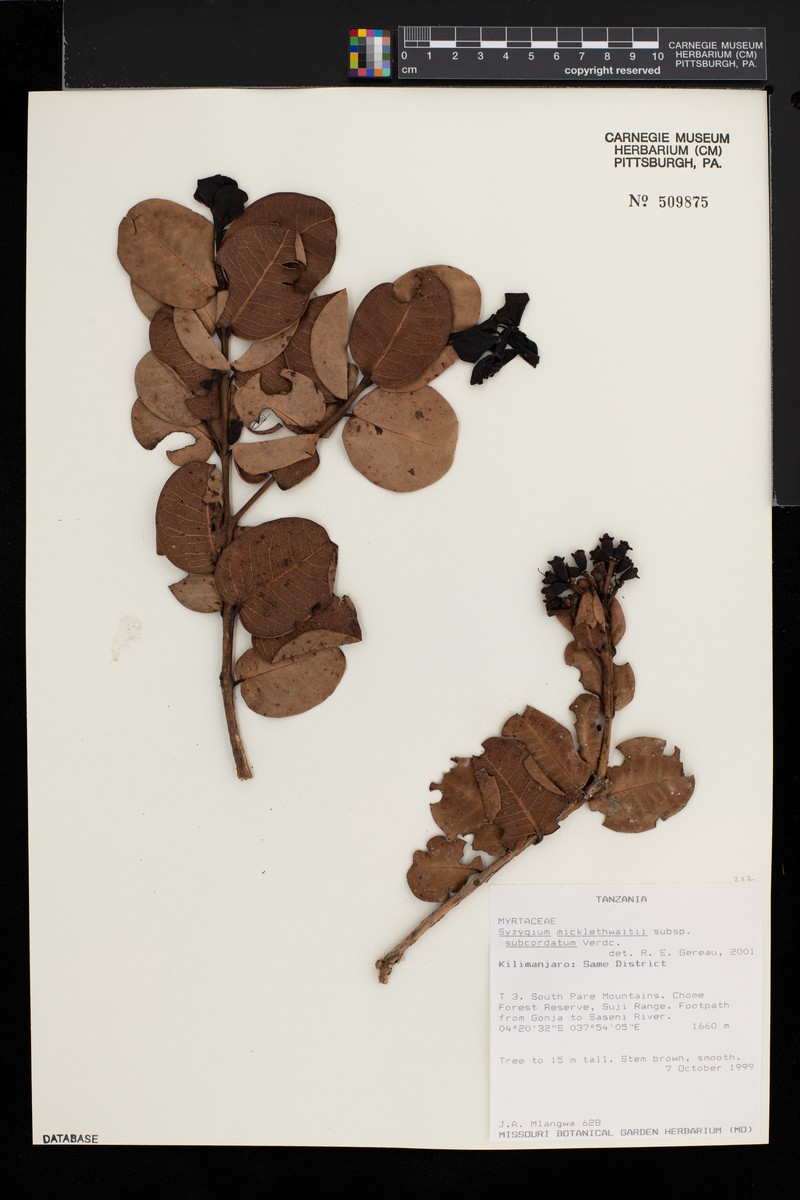 Syzygium subcordatum photo 3