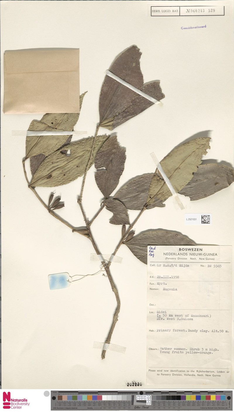 Syzygium suberosum