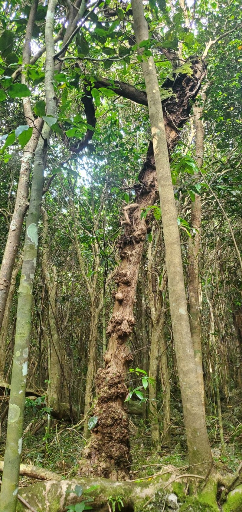 Atoto photo 6