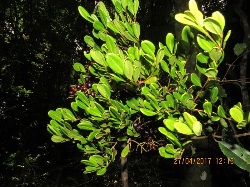 Syzygium thouvenotii