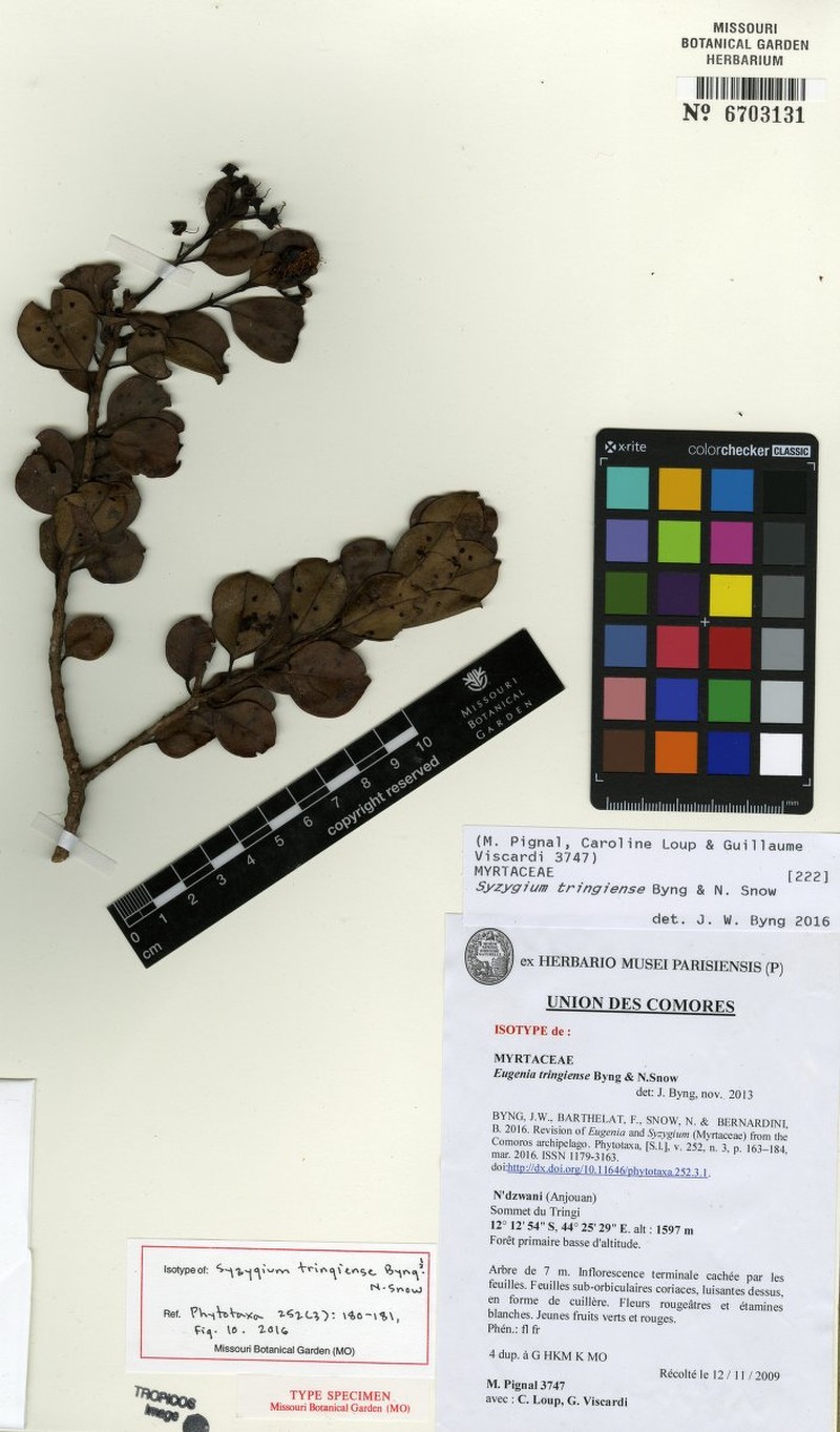 Syzygium tringiense