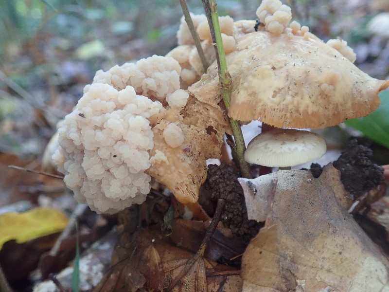 Syzygospora physciacearum