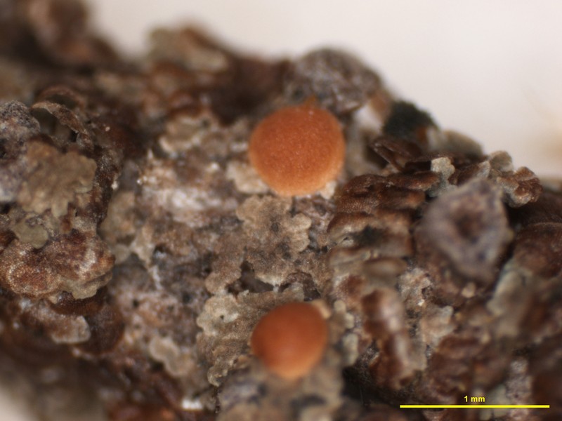Tsuga Szczawinskia Lichen photo 5