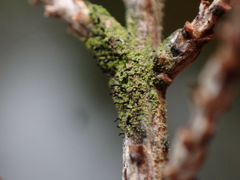 Tsuga Szczawinskia Lichen