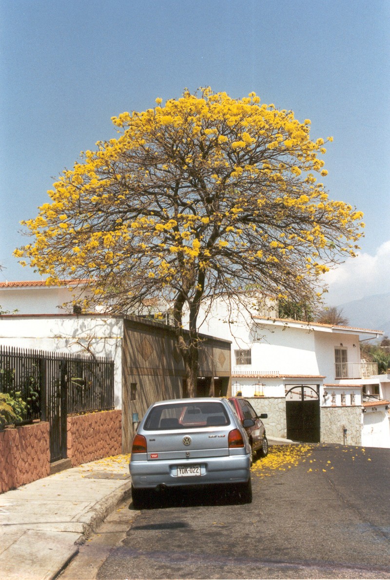 Roble Amarillo