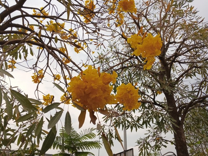 Roble Amarillo photo 2