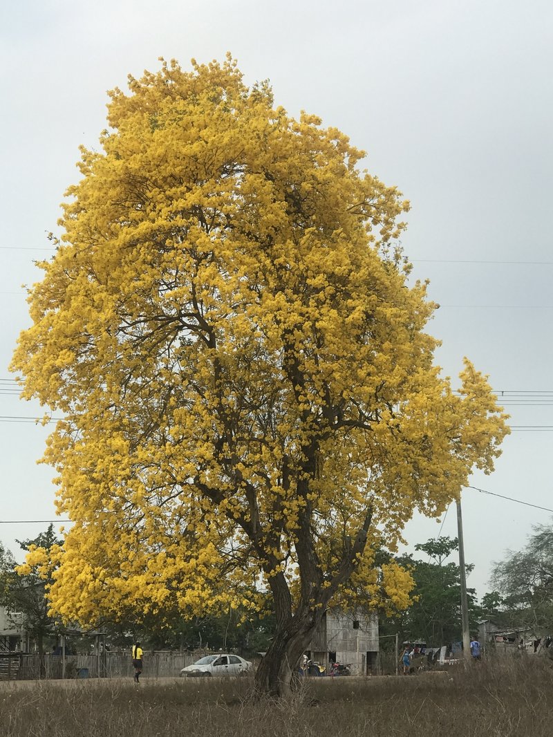 Roble Amarillo photo 3