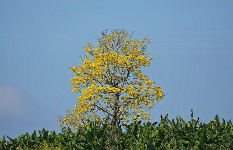Roble Amarillo photo 4
