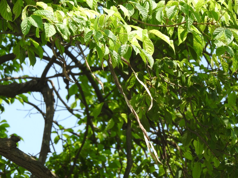 Primavera photo 2