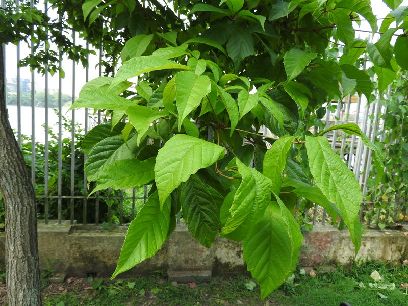 Primavera photo 5